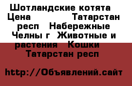Шотландские котята › Цена ­ 15 000 - Татарстан респ., Набережные Челны г. Животные и растения » Кошки   . Татарстан респ.